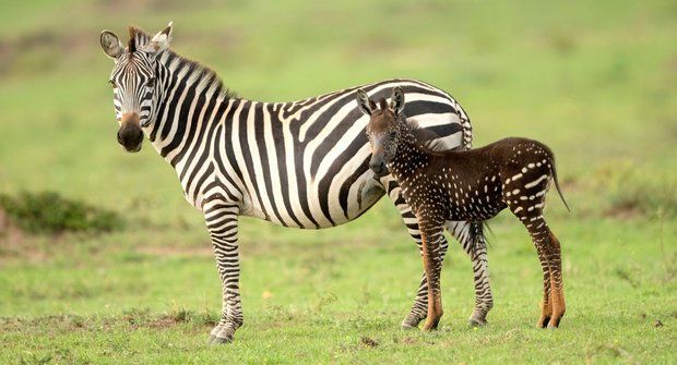 Překvapení ze světa zvířat: Puntíkovaná zebra