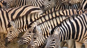 Černobílý repelent: Proč jsou zebry pruhované