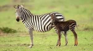 Překvapení ze světa zvířat: Puntíkovaná zebra