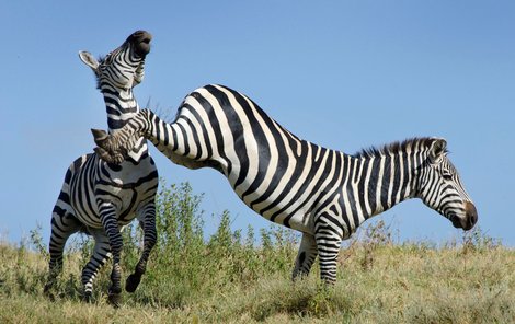 Zebry takto zachytil šestnáctiletý student Joe Sulik z americké Severní Dakoty, když byl na dovolené v Tanzanii. Jde o unikátní záběry. Zebry nejsou vyhlášení rváči.