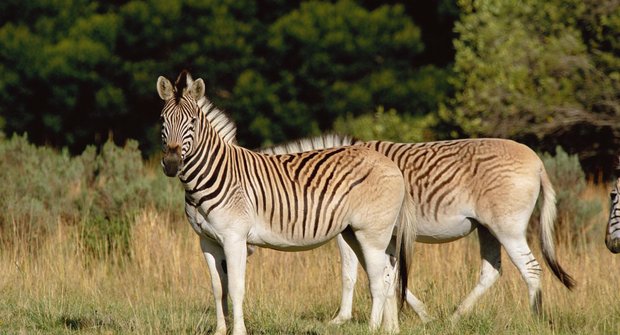 Příběhy vyhynulých zvířat: Zebra kvaga