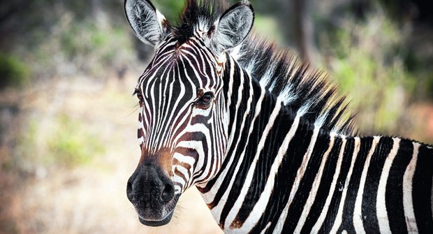 Zebry mají černobílý repelent: Jak to funguje?