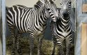 Až počasí dovolí, zebry böhmovy se představí návštěvníkům zoo ve venkovním výběhu