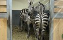 První setkání mladého hřebce zebry böhmovy s partnerkou v Zoo Chleby