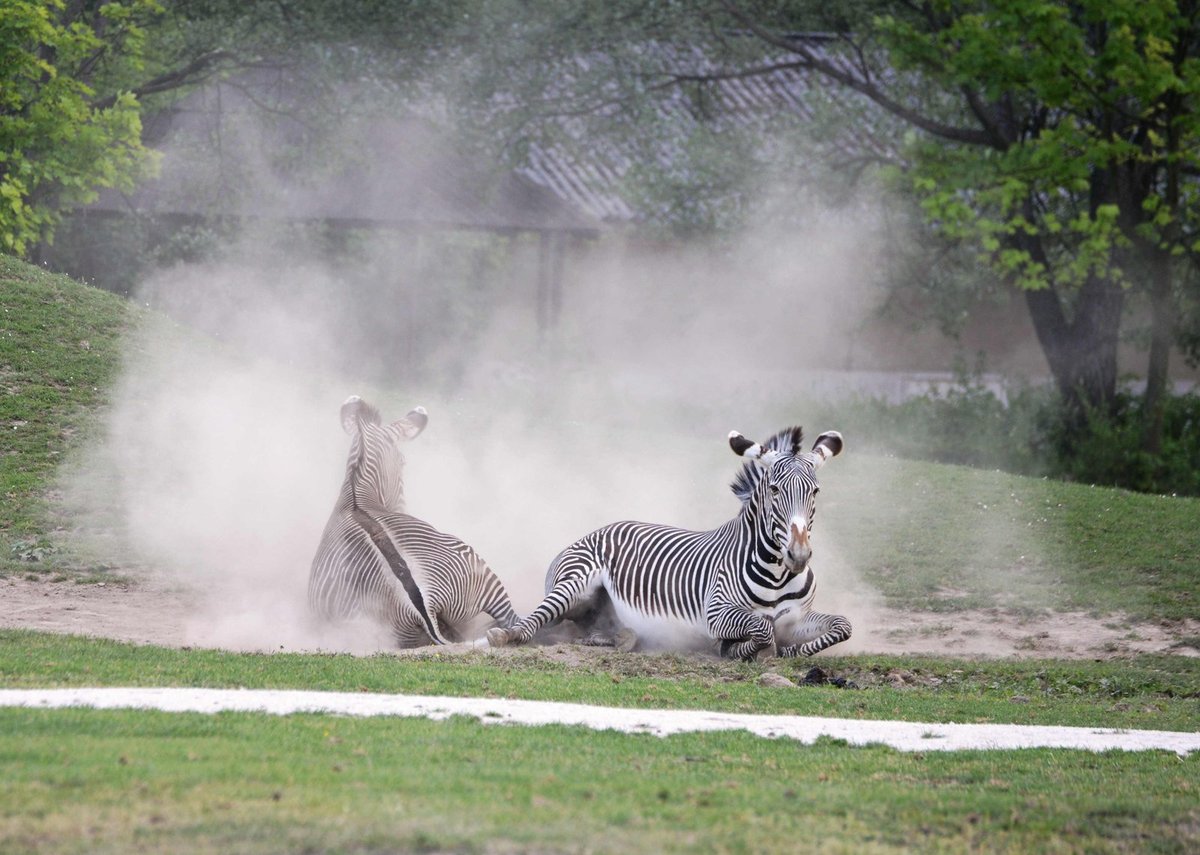 Málokdy se stane, aby se do písečné lázně vrhly hned dvě zebry najednou.
