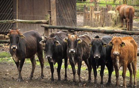 Nové stádo zebu mohou spatřit návštěvníci ve výběhu hned u vchodu do zoo.