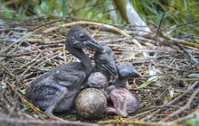 Zoo Praha světově boduje v ptačí říši: Baby boom zejozoba afrického!