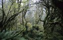 Fjordland: Mrtvé močály i pralesní scenerie našel režisér ve Fjordlandu. Je to největší národní park Nového Zélandu a pátý největší na světě. Nepřístupná divočina hustých pradávných lesů, mokřadů, hluboko zaříznutých fjordů i horských travnatých plání je domovem vzácných endemických rostlin i živočichů 