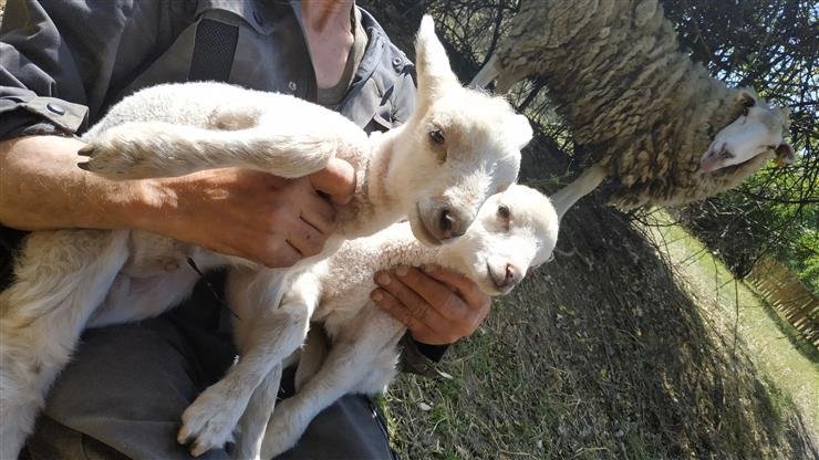 Stáda ovcí spásají v Praze 12 městskou zeleň