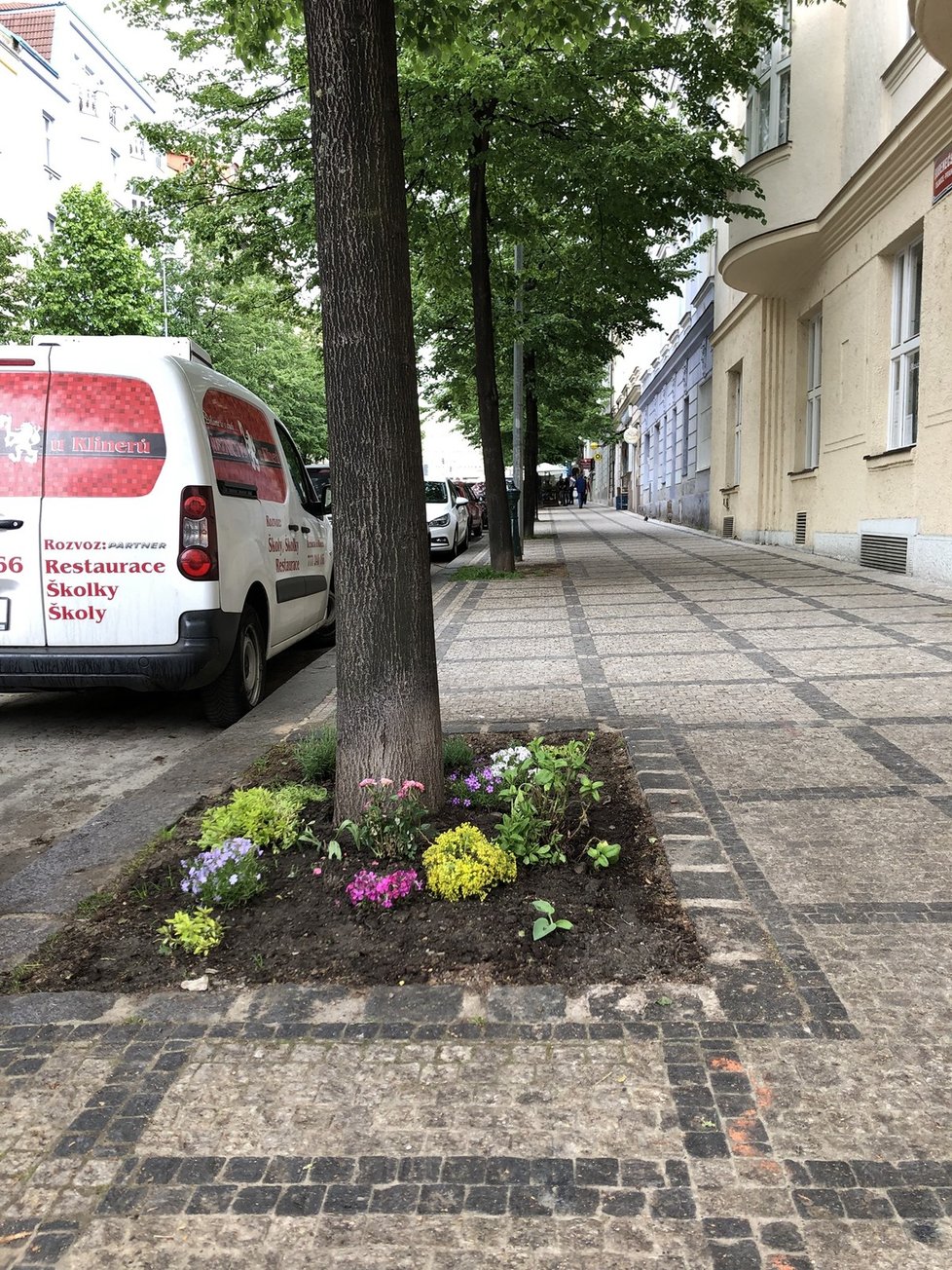 V Praze najdeme ale i spoustu dobrých příkladů, jak mohou být stromy zasazeny. Jedním z nich je i okolí Národního muzea, které prošlo rekonstrukcí vcelku nedávno