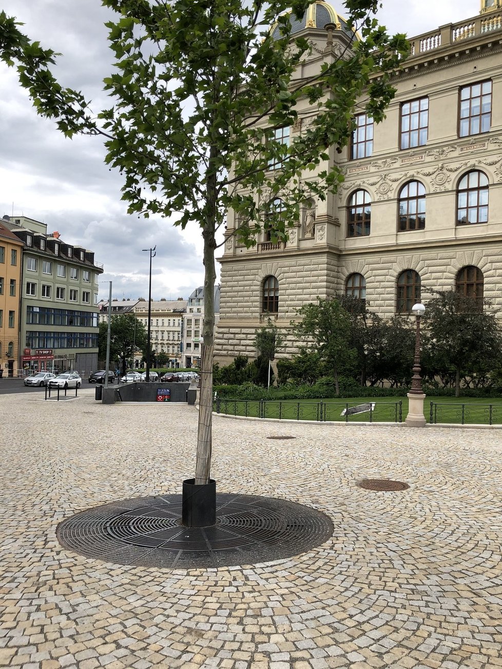 V Praze najdeme ale i spoustu dobrých příkladů, jak mohou být stromy zasazeny. Jedním z nich je i okolí Národního muzea, které prošlo rekonstrukcí vcelku nedávno