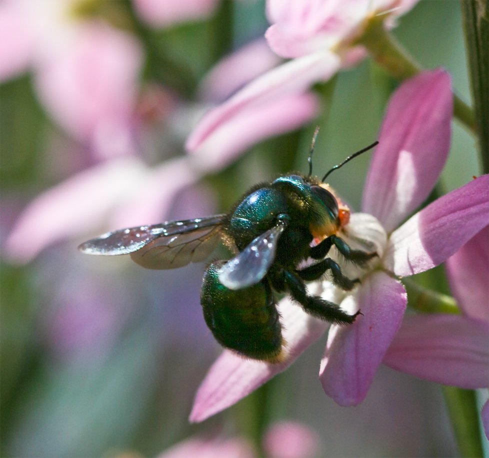 Mimořádně vzácná zelená tesařská včela s názvem Xylocopa aerata