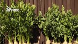 Jak pěstovat zeleninu v truhlíku po celý rok? Jde to i v paneláku