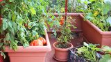 Jak pěstovat zeleninu na balkoně: Sklízet můžete rajčata, okurky i špenát