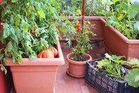 Jak pěstovat zeleninu na balkoně: Sklízet můžete rajčata, okurky i špenát
