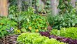 Kombinujte zeleninu a bylinky chytře. Můžete mít větší úrodu a škůdci nebudou mít šanci.