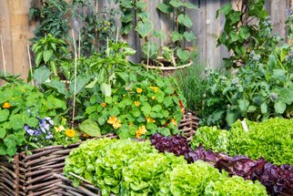 Chcete mít větší úrodu? Pěstujte zeleninu společně s bylinkami. Které vysázet k paprikám, okurkám nebo mrkvi?