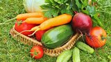 Pěstování zeleniny od A do Z: Plíseň už vaše rajčata, okurky a cukety nedostane
