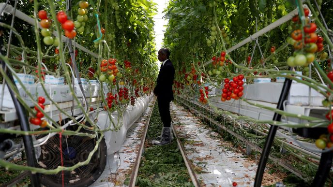 Farmáři v jižní a západní Evropě se přitom potýkají s tím, že zeleninu nemá kdo sklízet