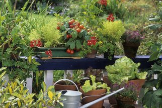 Milujete čerstvou zeleninu a bylinky? Vypěstujte si je na balkoně nebo v bytě