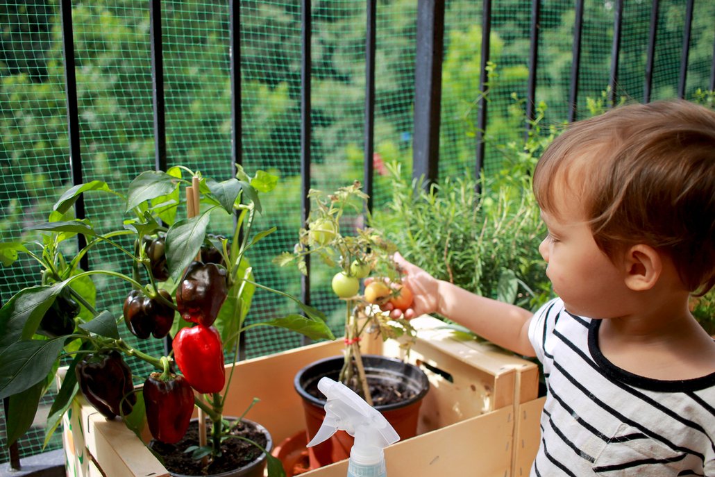 Při dobré péči můžete na balkoně sklízet rajčata i papriky