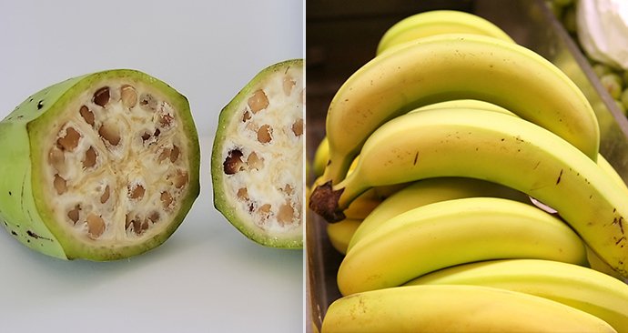 Banány dříve a dnes.