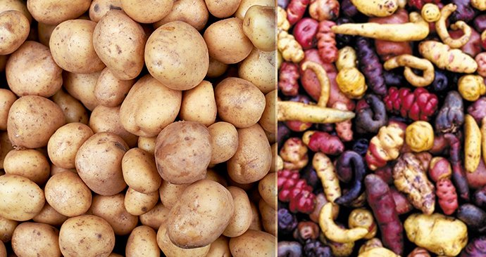Brambory na pravém obrázku jsou polodivoké odrůdy zachycené na trhu v Peru.