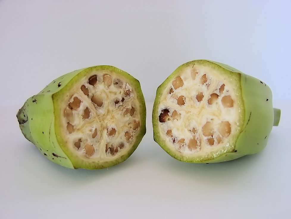 První banány rostly nejméně před 7 až 10 tisíci lety v Papui Nové Guinei. Pěstovaly se také v jihovýchodní Asii.
