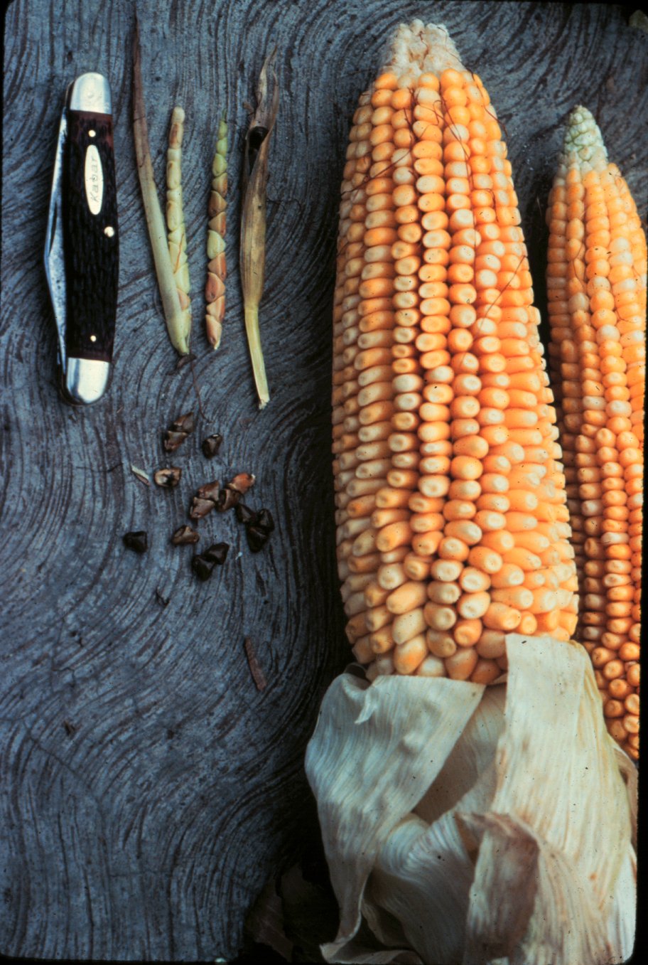 Známým příkladem selektivního šlechtění je severoamerická kukuřice, která byla vyšlechtěna z traviny známé jako Balsas teosinte. Přírodní kukuřice byla poprvé domestikována v 7. tisíciletí př. n. l. Dnešní kukuřice je mnohem větší a lépe se loupe.