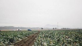 Dobrovolníci sesbírali za minulý rok přes 8 tun zeleniny, kterou by jinak zemědělci zaorali do půdy.