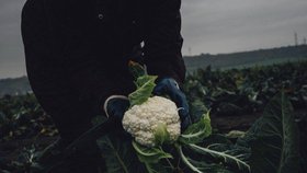 Iniciativa Zachraň jídlo pořádá i takzvané paběrkování, kdy zeleninu pro potravinové banky sbírají dobrovolníci přímo na polích.