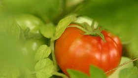 Už při výběru a výsadbě rajčat dobře zvažte, pro kterou odrůdu se rozhodnete. 