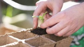 Koncem února  je nejvyšší čas předpěstovat si první jarní zeleninu