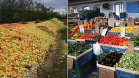 Zákaz vývozu potravin z Evropy do Ruska dusí české zemědělce, ale i zákazníky. Dodavatelům se někdy vyplatí zeleninu i vyhodit.