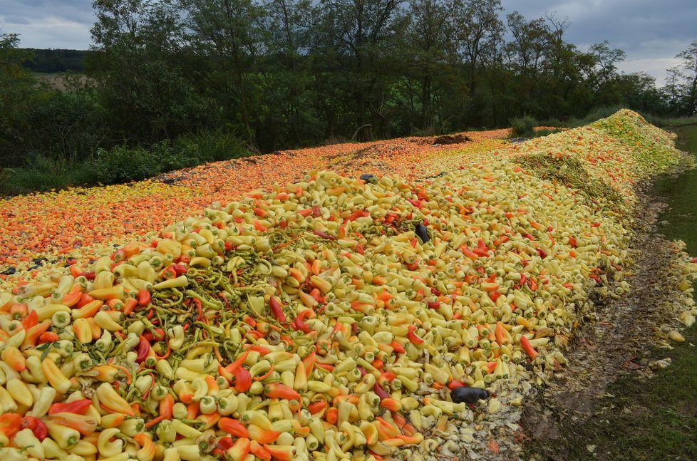 400 tun papriky vyhodili zelináři kvůli nízkým výkupním cenám.