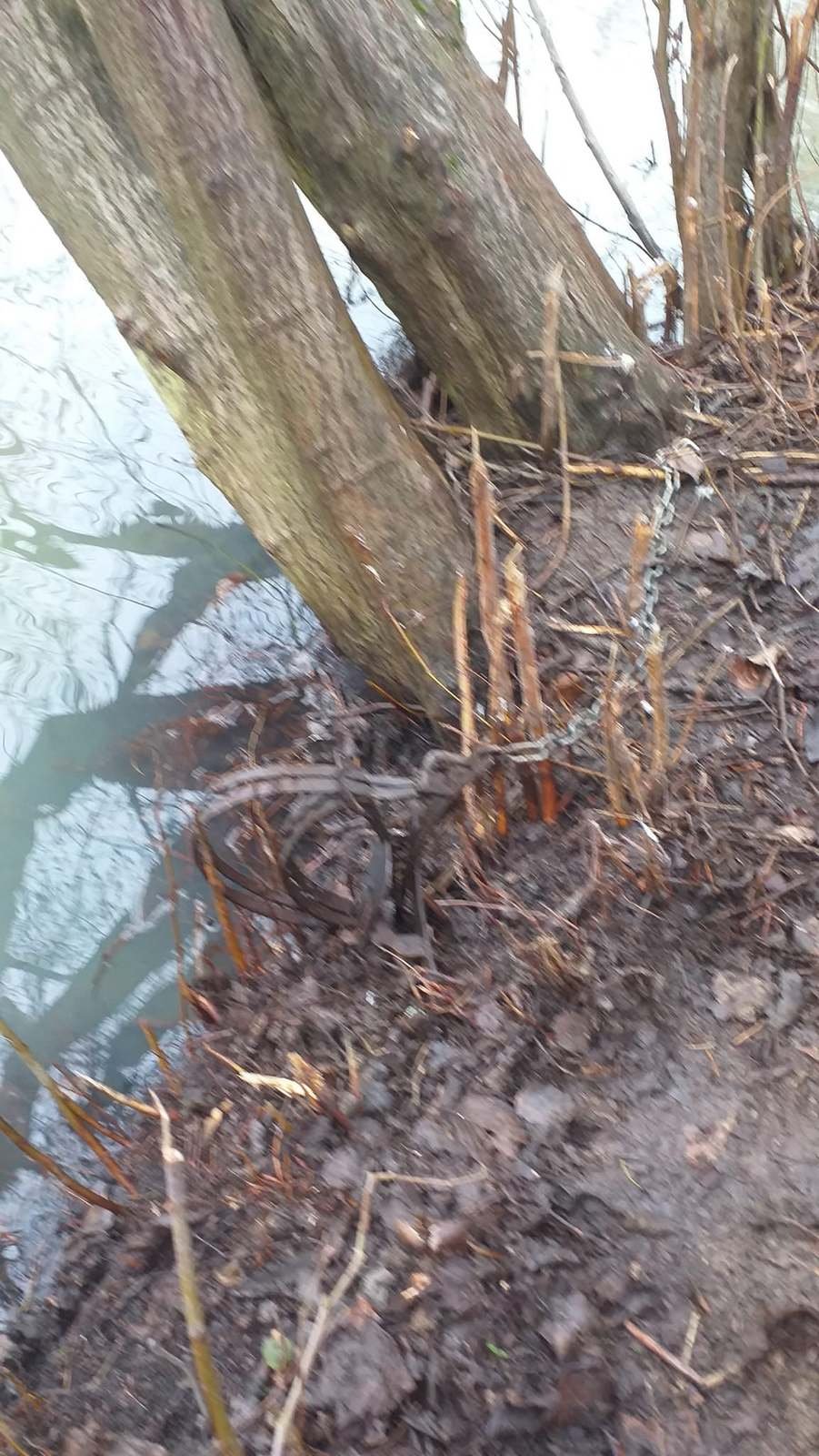 Železa, do kterých se u rybníka na Tachovsku chytila volavka.