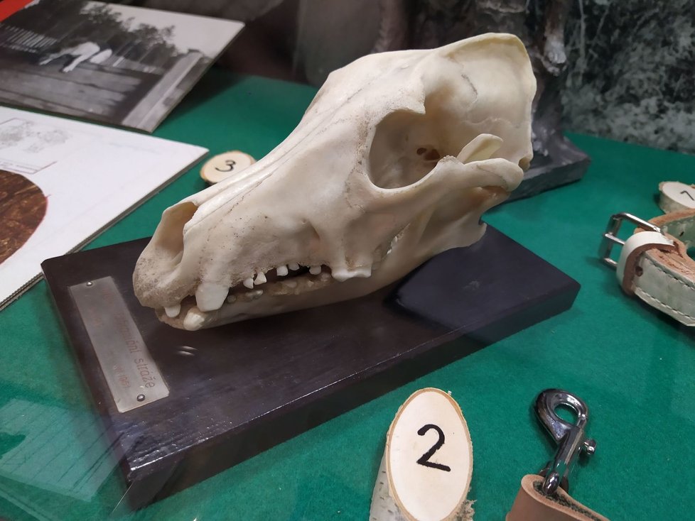 Služebnímu psovi Brekovi se dostalo pochybné slávy. Po smrti byl vypreparován, jeho lebku vystavili v muzeu.