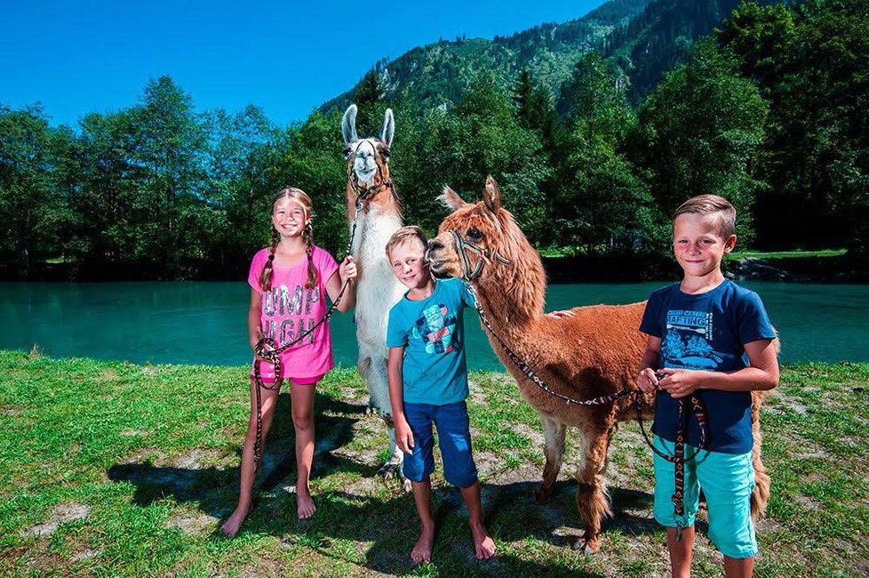 Lama trekking v Zell am See-Kaprun.