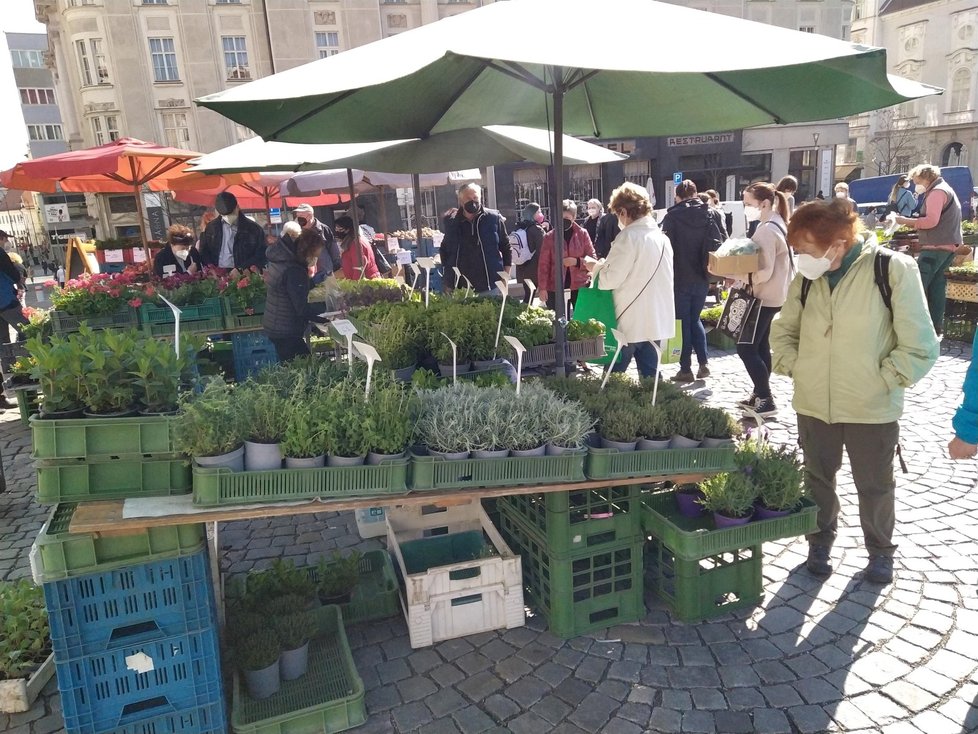 S koncem nouzového stavu se v pondělí 12. dubna 2021 otevřel Zelný trh v Brně, nejstarší nepřetržitě provozované tržiště se zeleninou a rostlinami ve střední Evropě.
