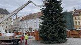Velikonoční starosti v Brně: Radnice usilovně hledá vánoční strom!