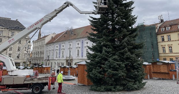 Velikonoční starosti v Brně: Radnice usilovně hledá vánoční strom!