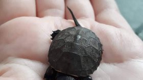 Na Moravě našli mládě vyhynulé želvy bahenní