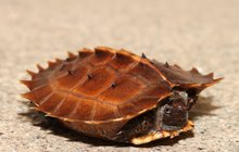Unikátní mládě želvy ostnité v Zoo Praha: Krunýřek má samý trn