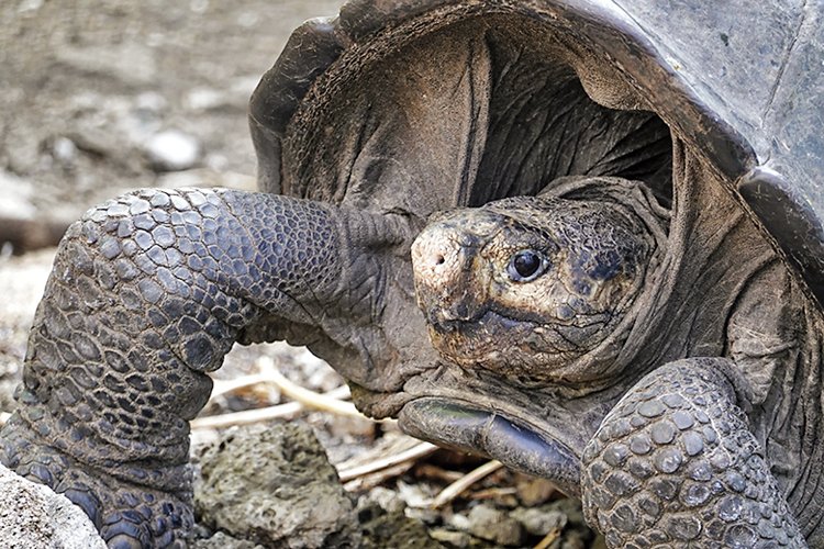 Po 113 letech byla v únoru 2019 objevena na galapážském ostrově Fernandina želva fernandinská