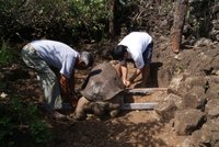 Zemřela poslední želva sloní: Osamělý George už není sám!