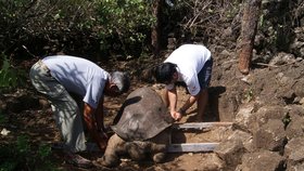 Zemřel poslední známý jedinec želvy sloní
