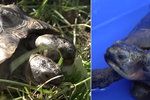 Želví rarita Janus slaví 23. narozeniny. Přitom se měla dožít jen pár let. Má totiž dvě hlavy.