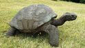 Želva Jonathan, které je 182 let