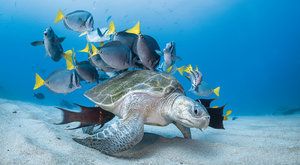 Mořská želva jako dopravní prostředek nebo mísa s lahůdkami? 