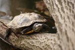 Želvy nádherné jsou aktivní hlavně v letním období. Vidět je na hladině Boublíkova rybníku, nebo ne břehu není problém.
